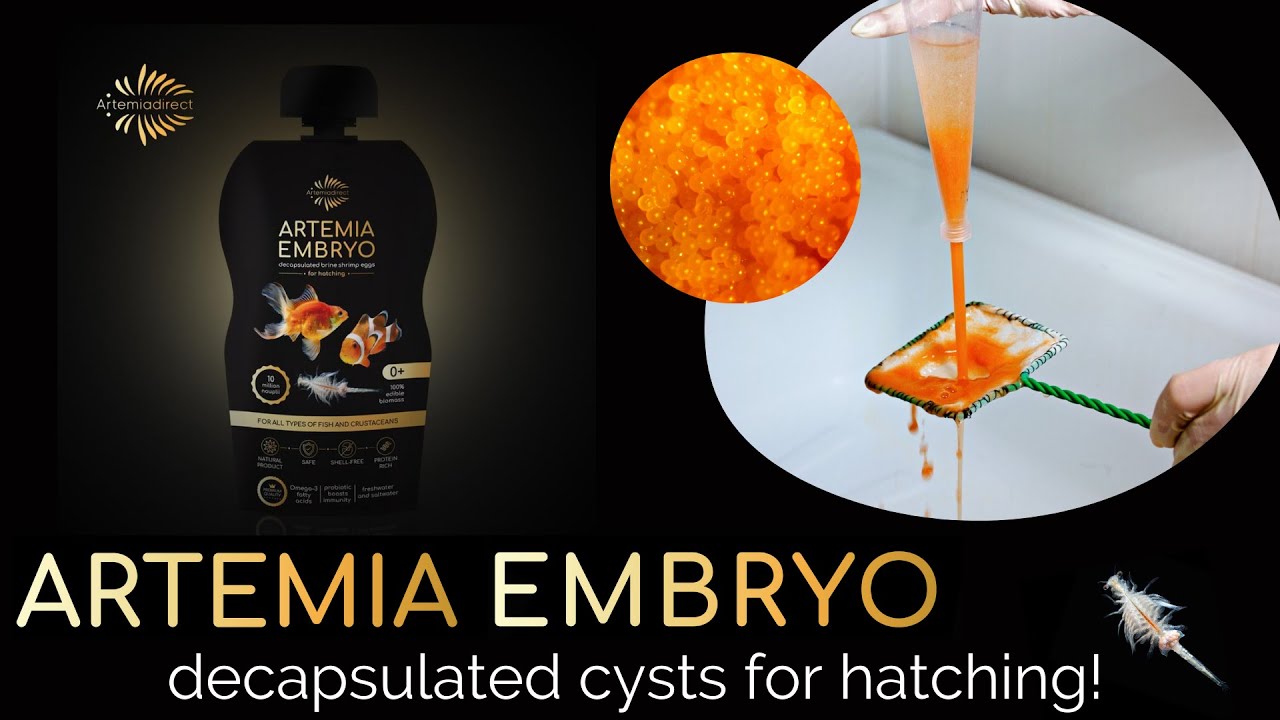 Decapsulated Artemia Cysts For Hatching! Hatching Brine Shrimp Embryo Tips - 100% EDIBLE BIOMASS