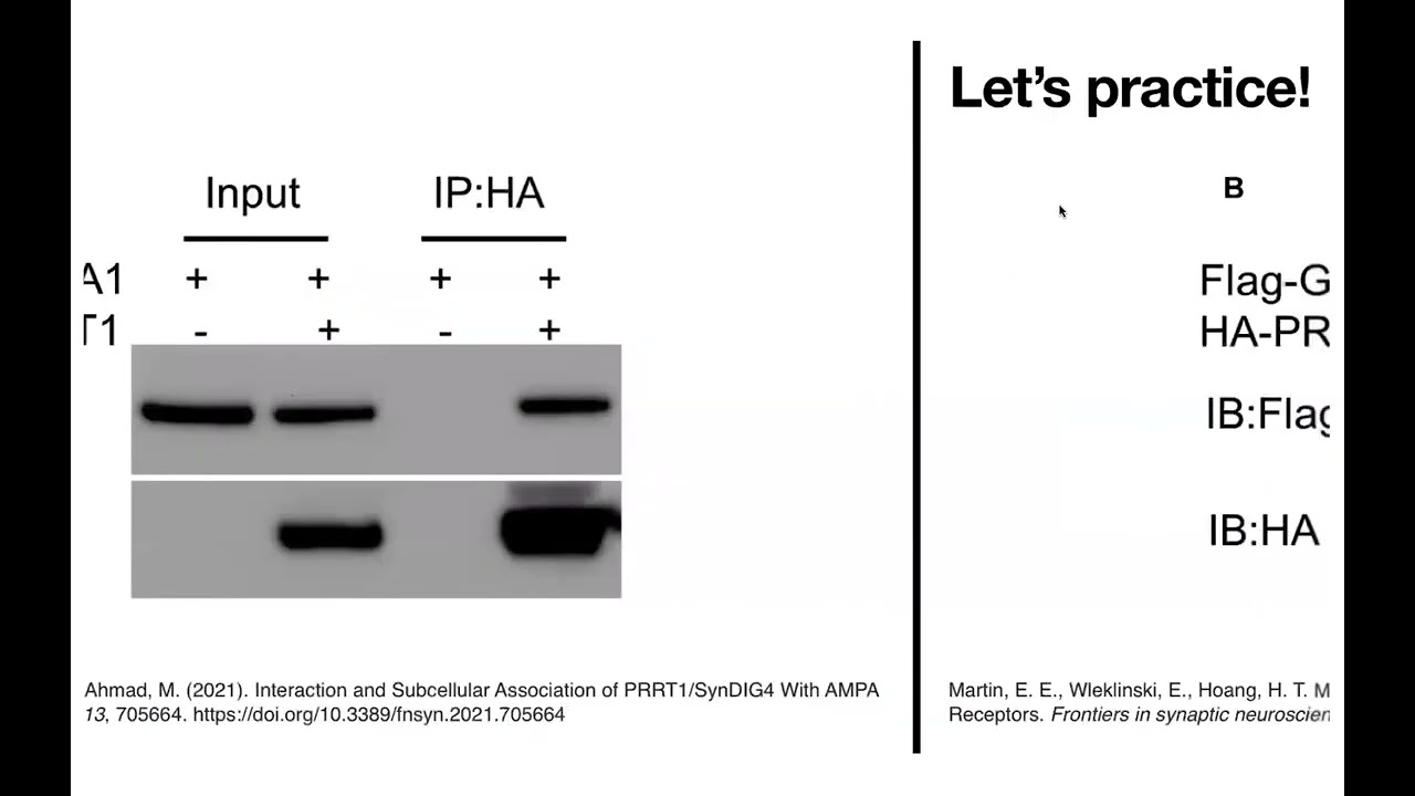 Interpreting co-IP & other pulldown figures - older