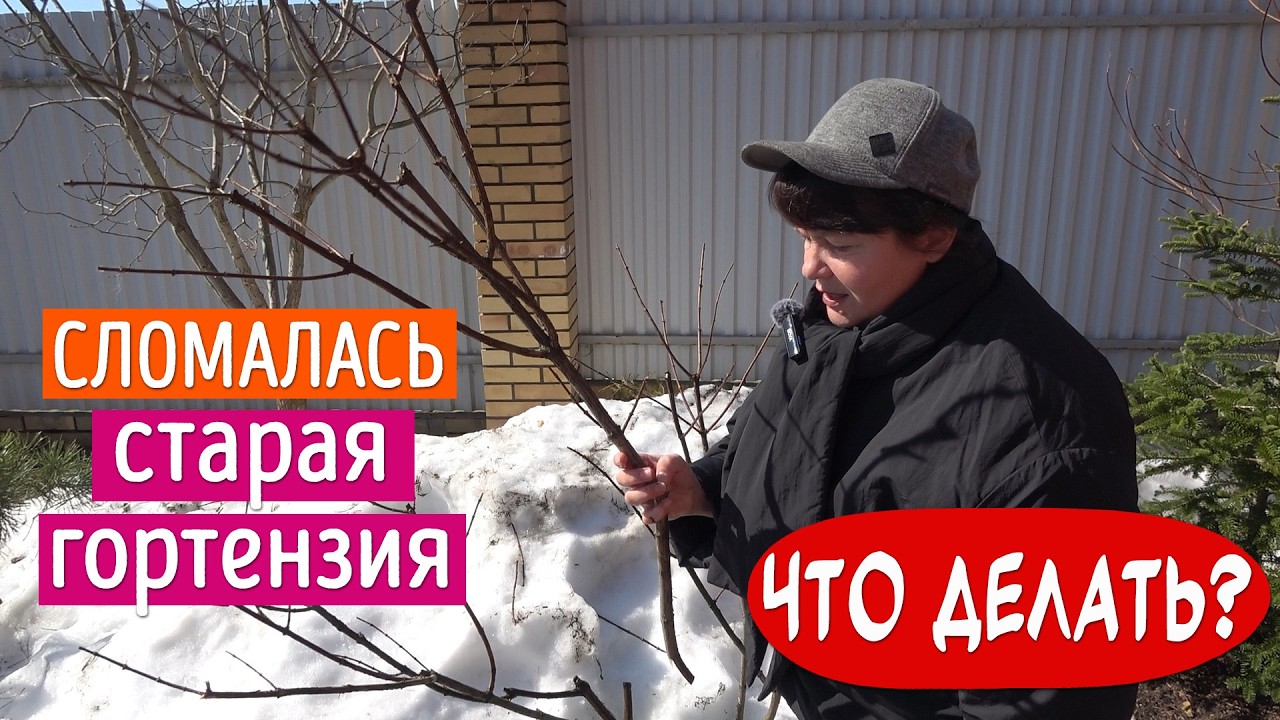 ХОТЬ ПЛАЧЬ😨 ГОРТЕНЗИЯ В ХЛАМ! Смотрю розы под укрытиями. Открываем беседку!