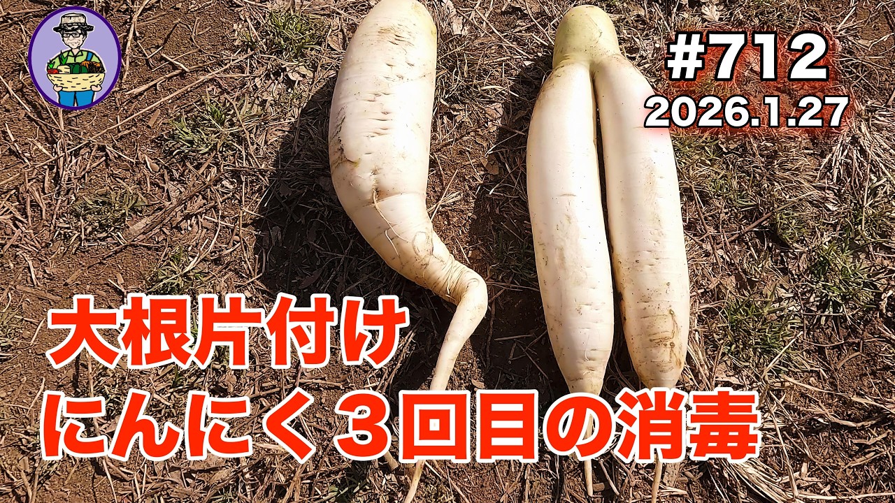 【大根、にんにく】 第712話、終わりになった大根３番手を片付ける。にんにくに３回目の消毒をする。 #オーガニック栽培 #家庭菜園 #農業VLOG