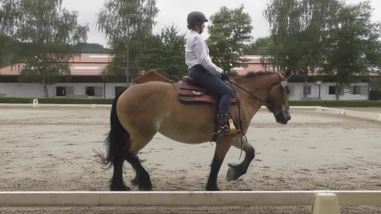 WE Dressur Working Equitation - Wintermühlentrophy 2019