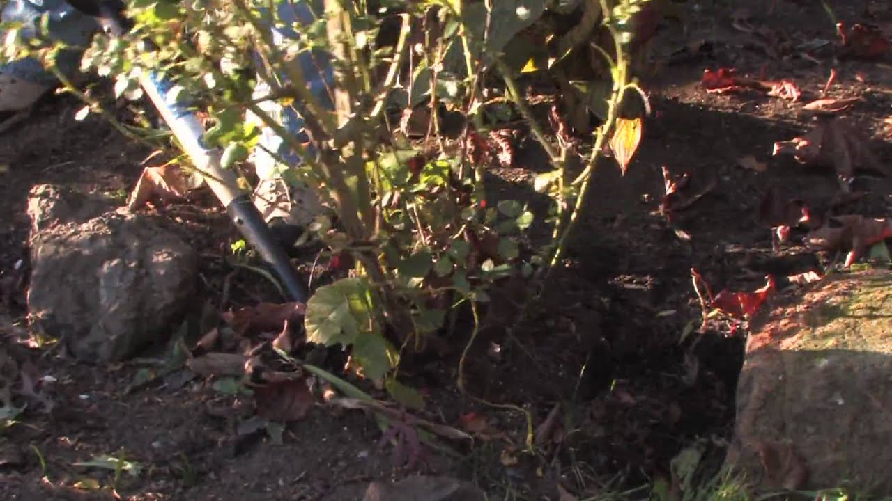 Plant Care & Gardening : How to Transplant Old Roses