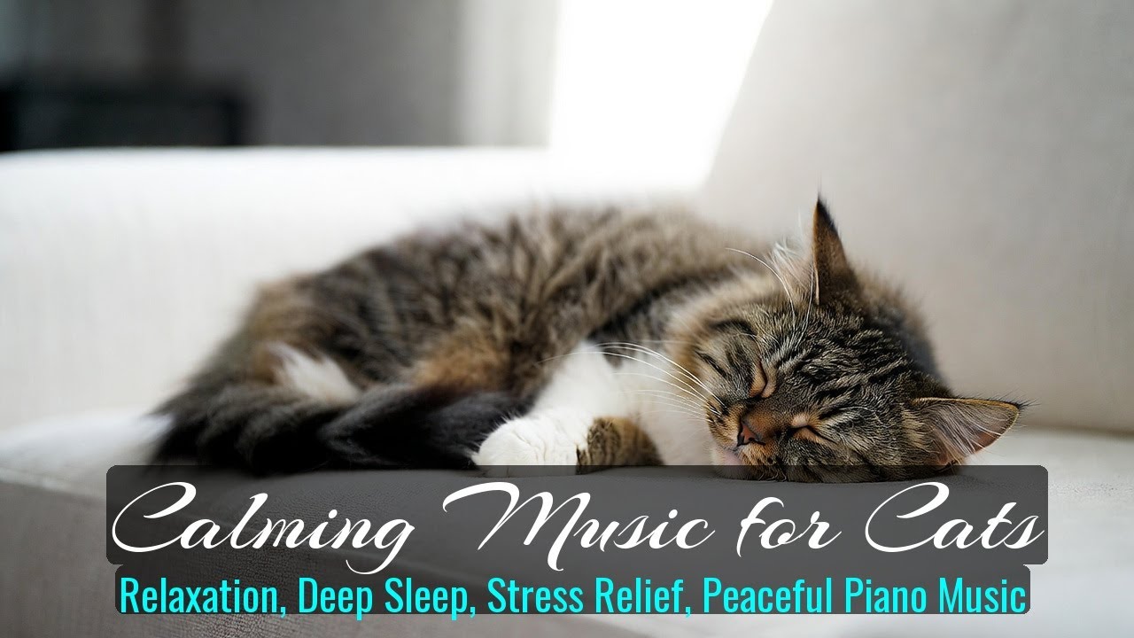 LIVE 🐱 Peaceful Rain Music for Cats 🌧️ | Season 17