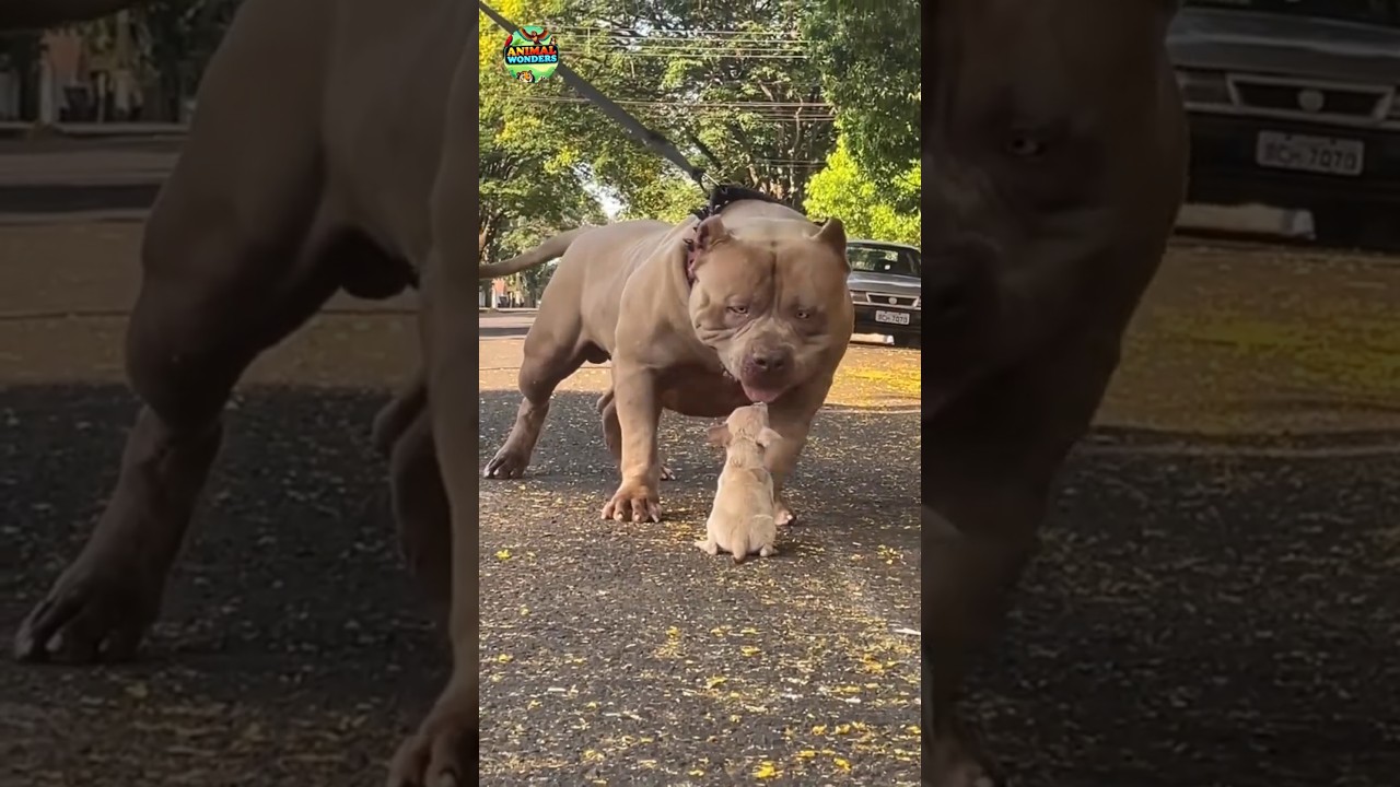 Animal Transformation Journey 💥 Before & After Growing Up Amazing.! #cute #pets #puppy #dog #shorts
