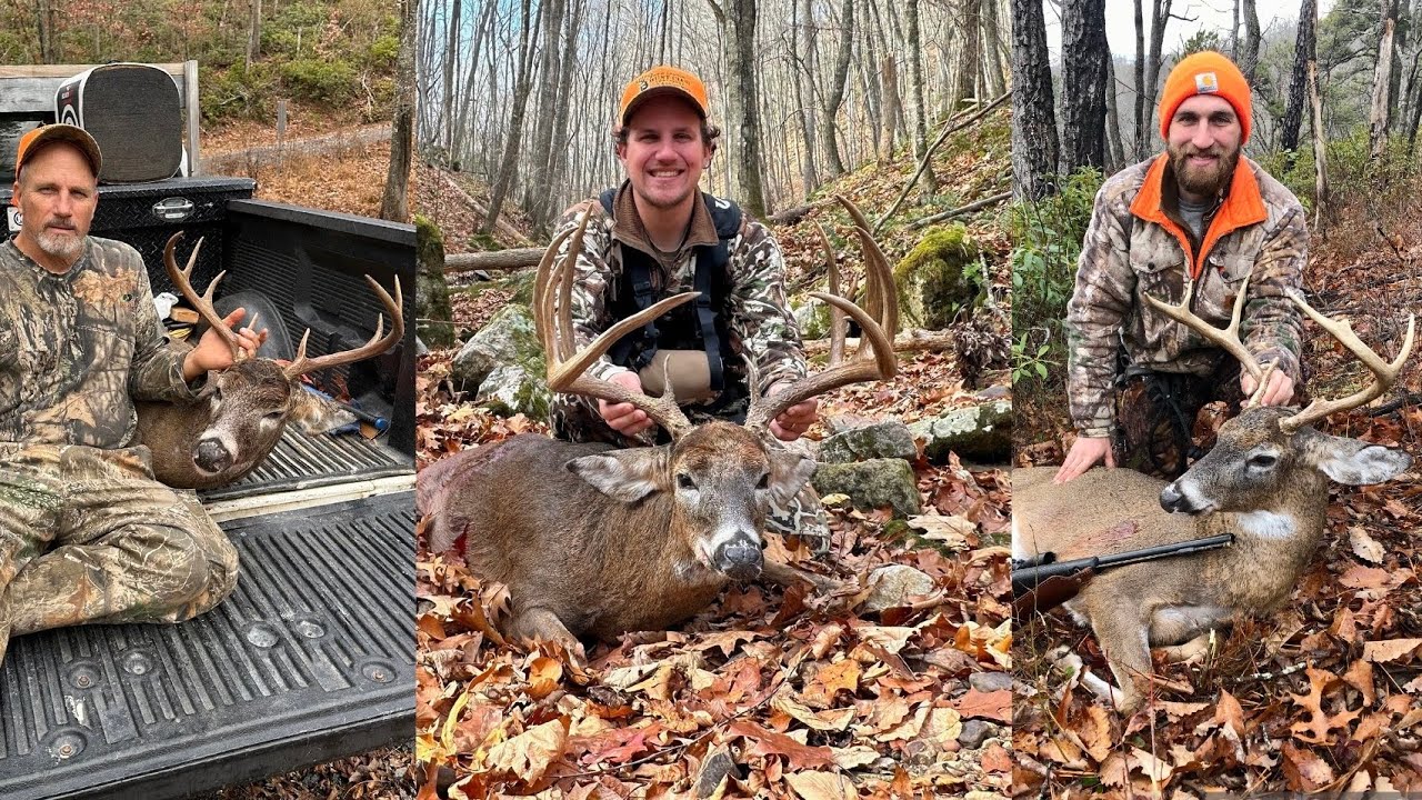 Белохвостый олень из Виргинских гор, 2023 год.