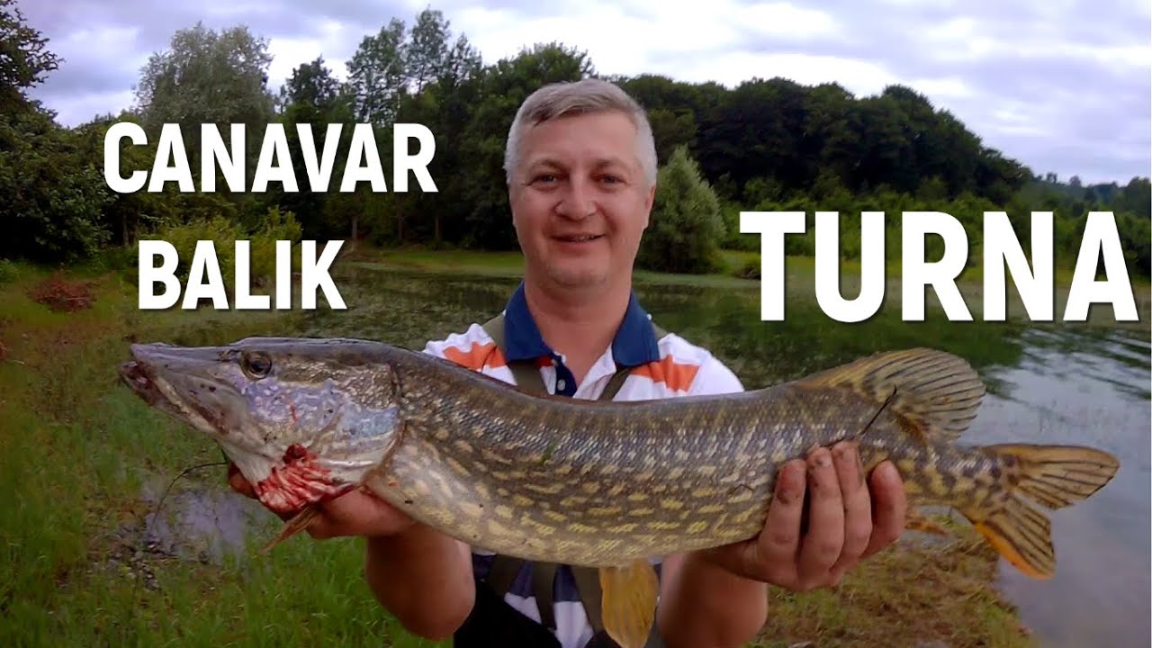 TURNA AVI (2020) #3