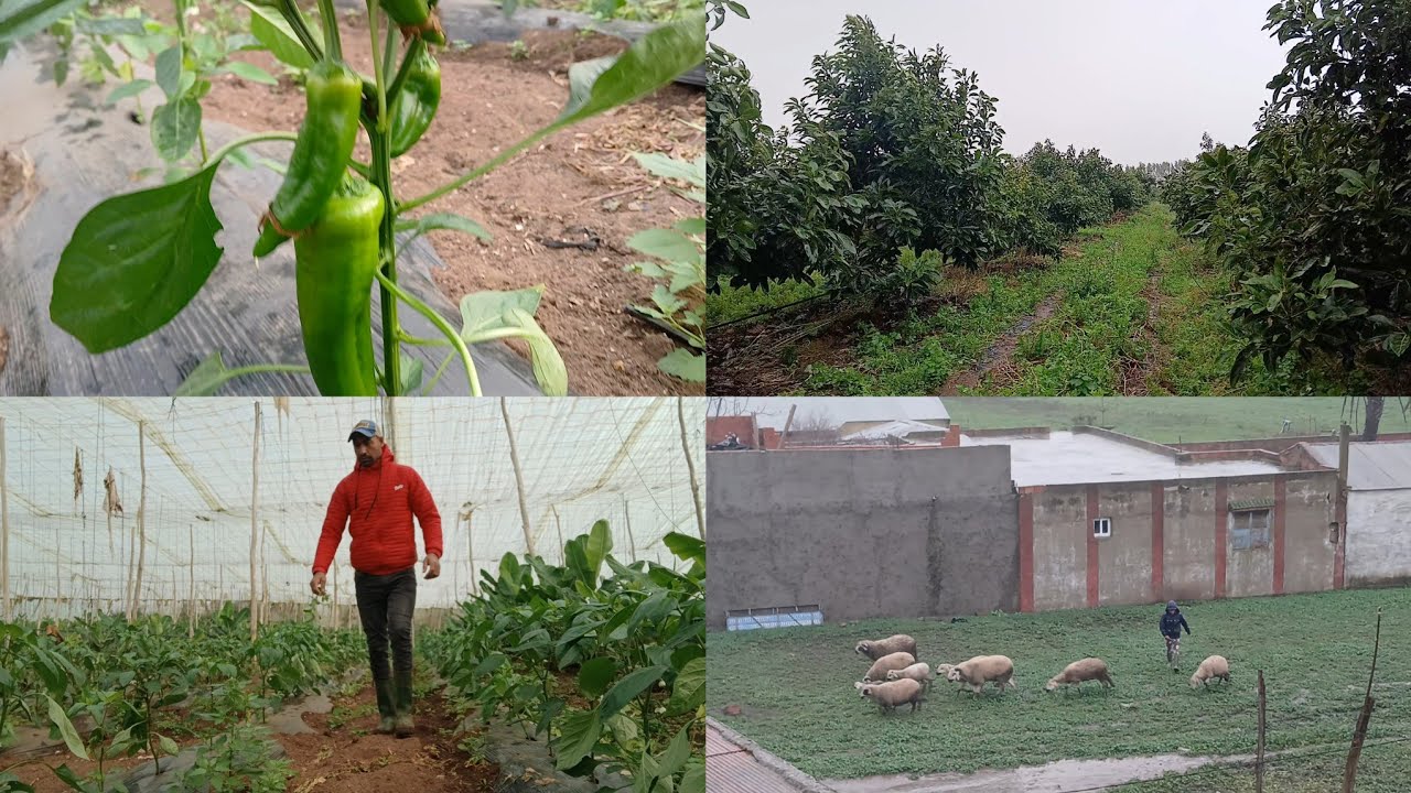 الحياة اليومية فلاحية القروية بعيد عن الحضرة 