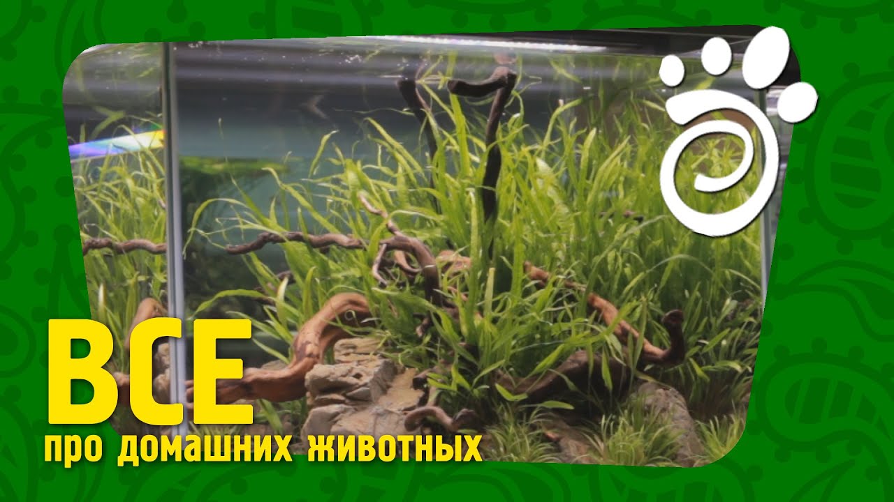 Ивагуми И Риобоку - Стили Оформления Аквариумов (Часть Первая). Все О Домашних Животных