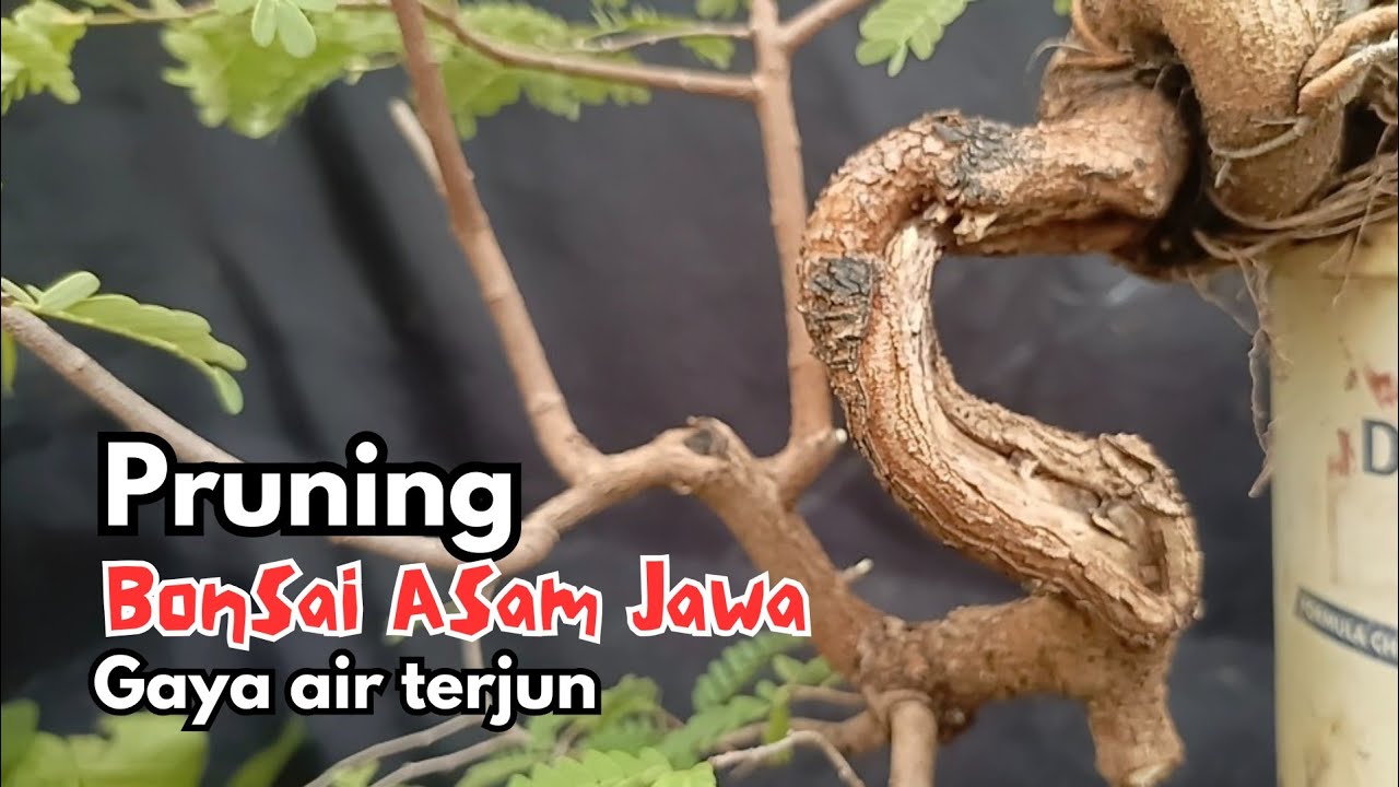 Pruning asam jawa gaya air terjun @amonkbonsai