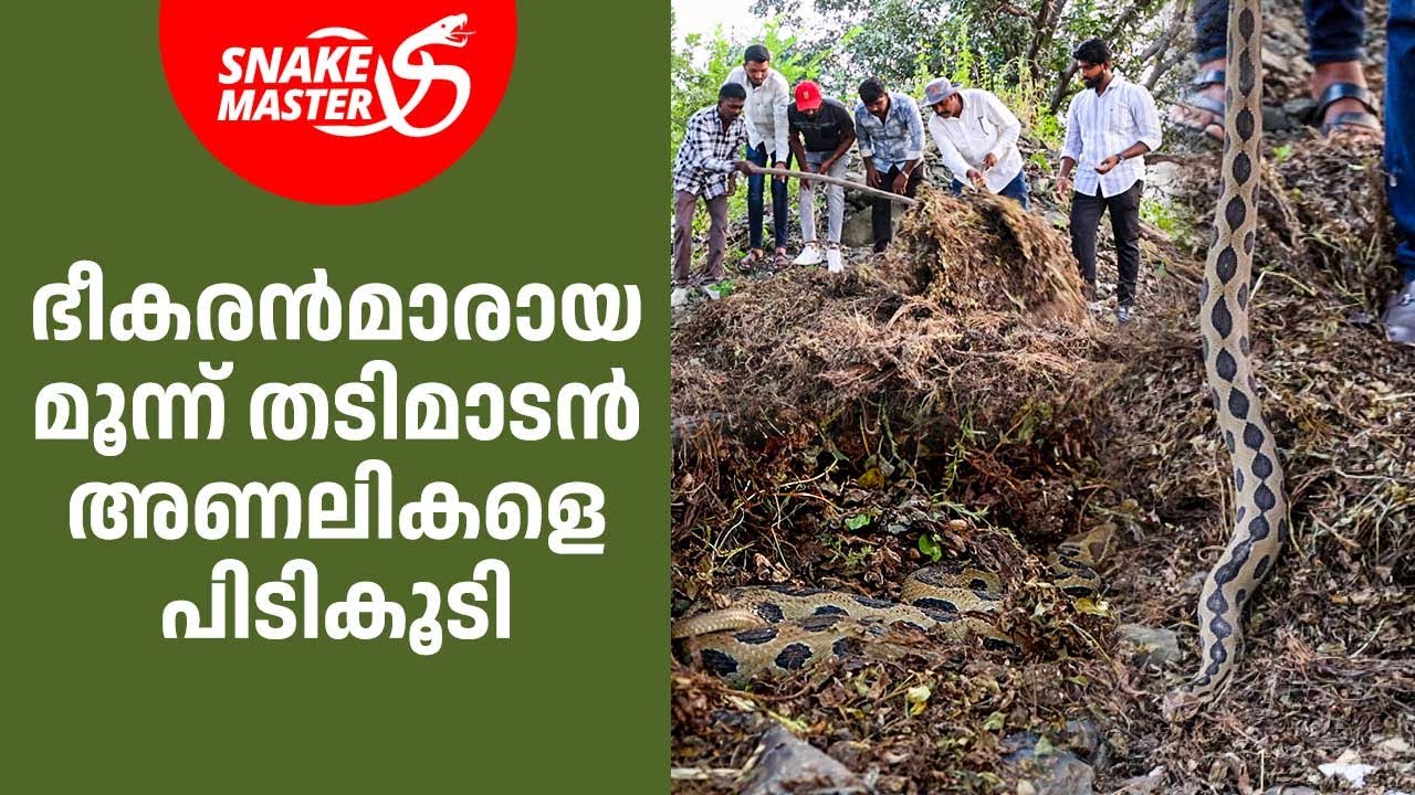 ഭീകരൻമാരായ മൂന്ന് തടിമാടൻ അണലികളെ പിടികൂടി | Vava Suresh | Snakemaster EP 1063