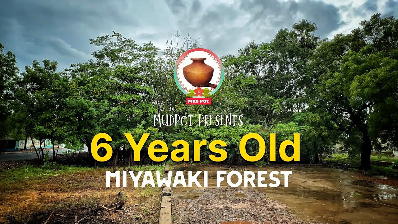 6 Years Old Miyawaki Forest 🌳 | ஆறாம் ஆண்டு | Tamil | MudPot Channel | 4K Dolby Vision