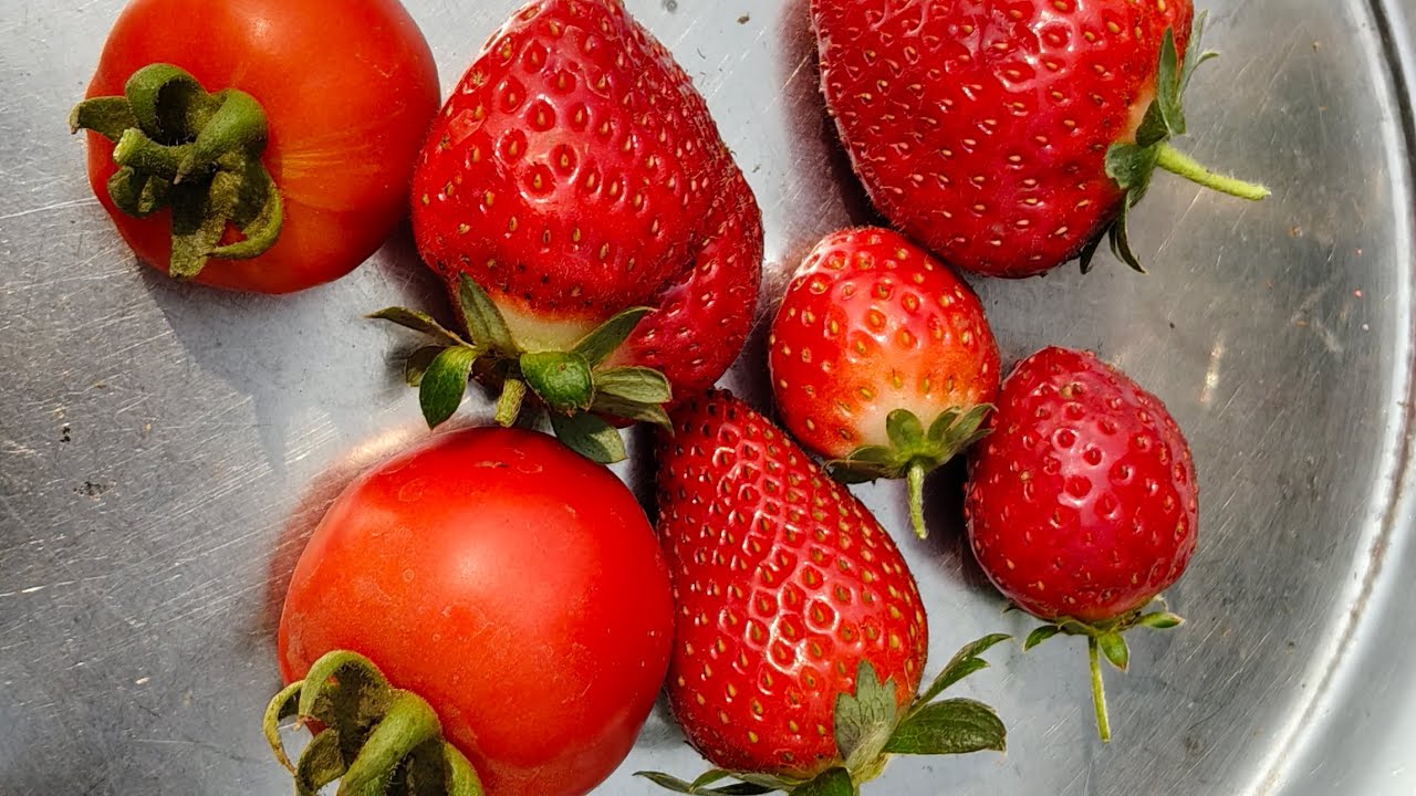 आज कि हमने अपने छतबागान से तोड़ाई।#terracegarden #garden #strawberry #tomato #harvest #fruit 