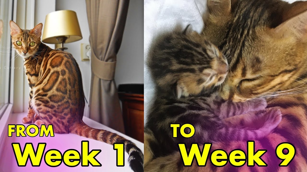 Pregnant Bengal Cat from week 1 to week 9 - Cat Full Pregnancy
