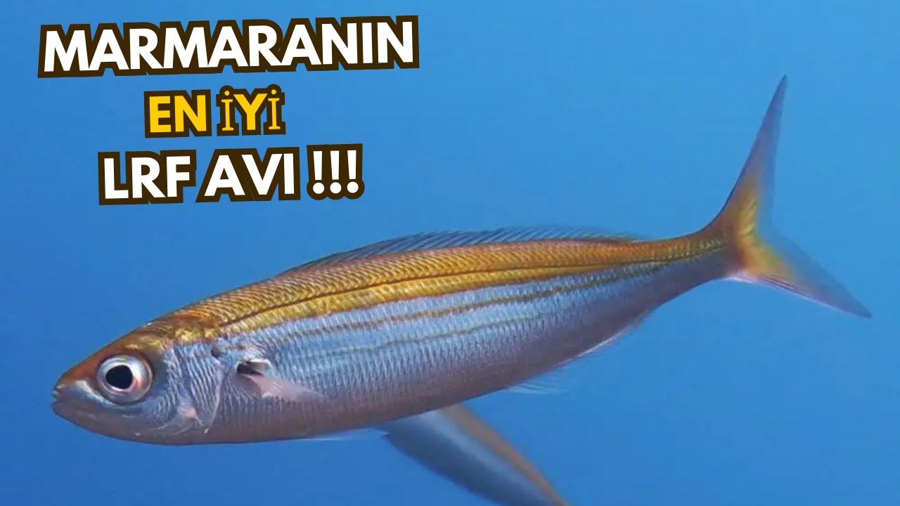 LRF İLE REKOR AV !!! KUPESLER MERAYI BASTI !!!