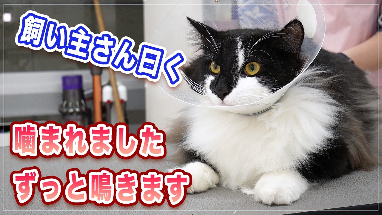 【ルナちゃん】飼い主さん曰く「ずっと鳴いてます、噛まれました、手もさわれないので爪切れません」【ノルウェージャンフォレストキャット】