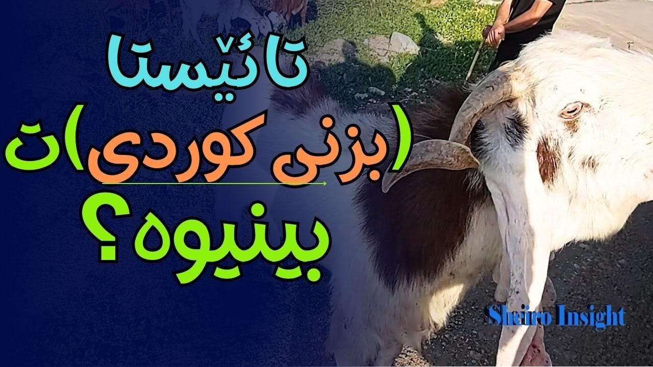 تا ئێستا لە نزیکەوە (بزنی حەمدانی کوردی)ت بینیوە؟
