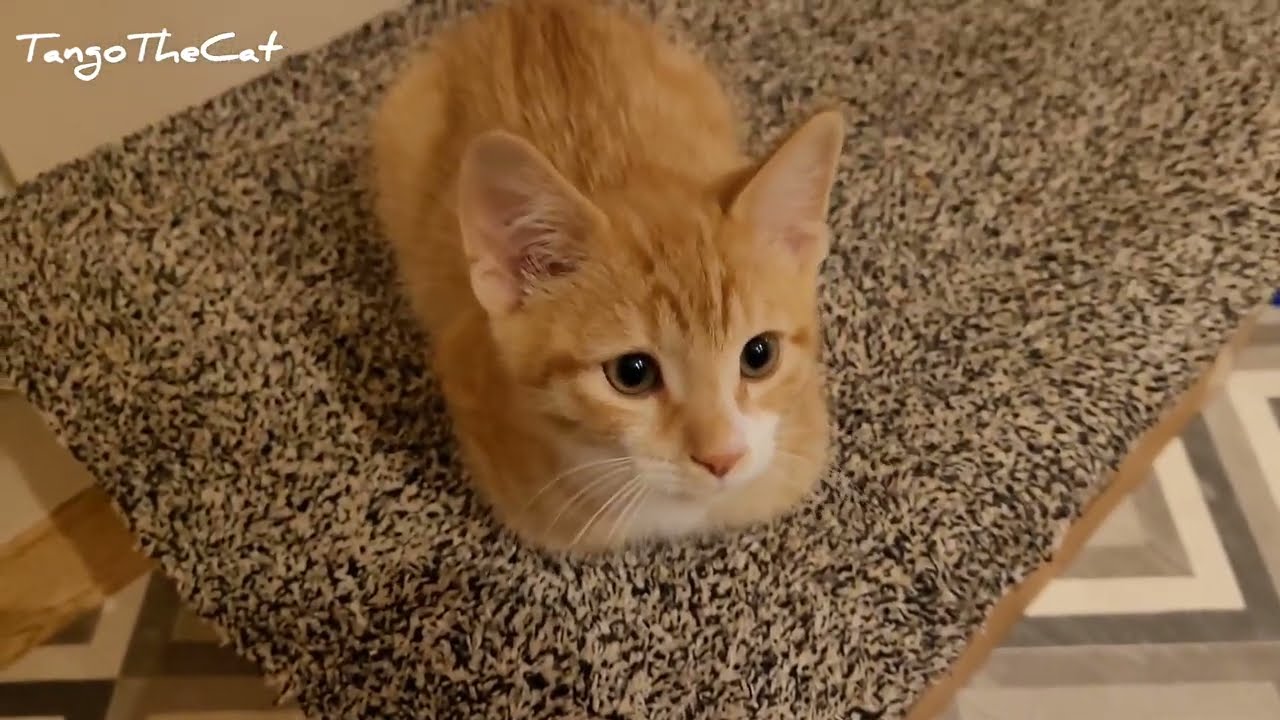 Tango the cats special compilation | 1 year on Youtube