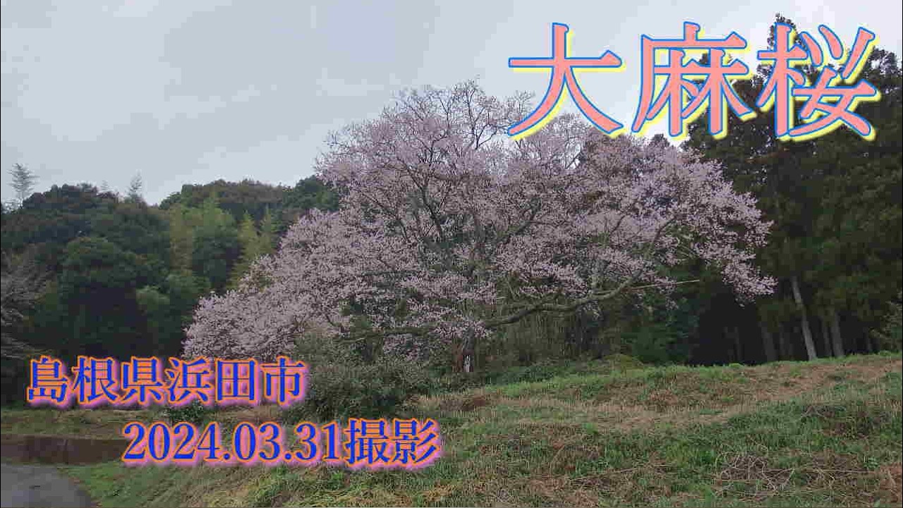 大麻桜　2024.03.31撮影