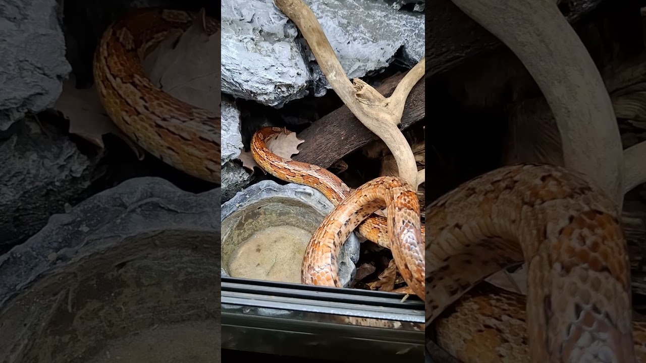Nowy wystrój dla węża zbożowego🐍 #setup #animals #terrarium #newenclosure