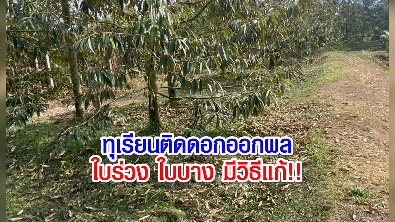 ทุเรียนติดดอกออกผล ใบร่วง ใบบาง มีวิธีแก้ #แม็กซาโก้ #ปุ๋ยทุเรียน
