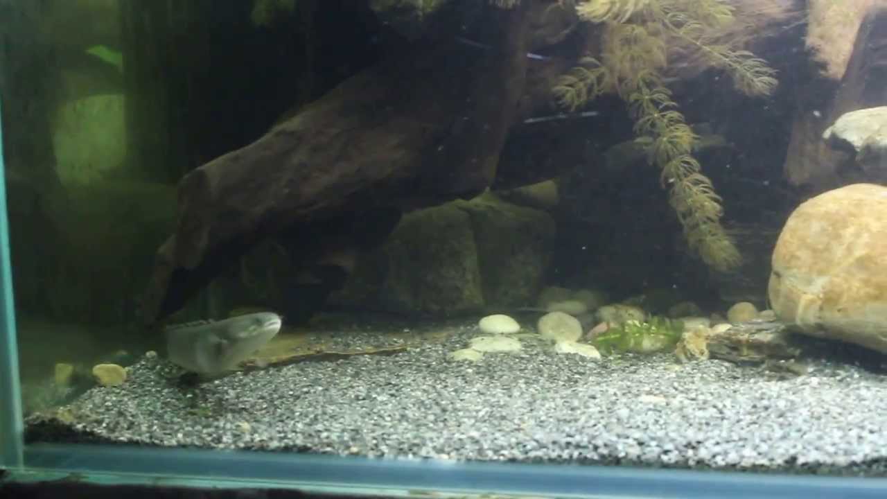Flösselhecht Aquarium 2