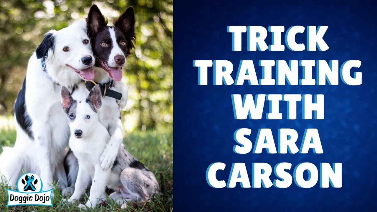 The Super Collies Dog Tricks with Sara Carson