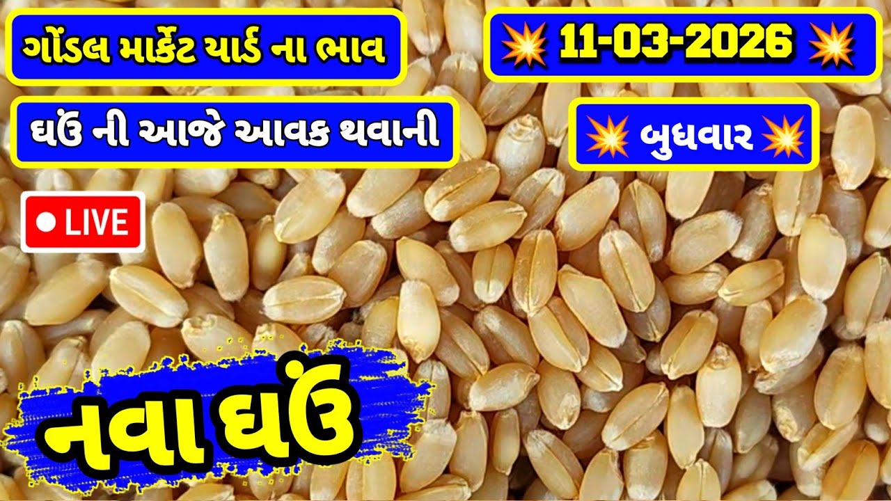 નવા ઘઉં ના ભાવ | 11-03-2026 | ગોંડલ નવા ઘઉંના ભાવ | Wheat Market Price | RJ Gondal Marketing Yard 