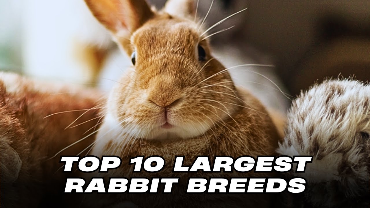 Top 10 Largest Rabbit Breeds