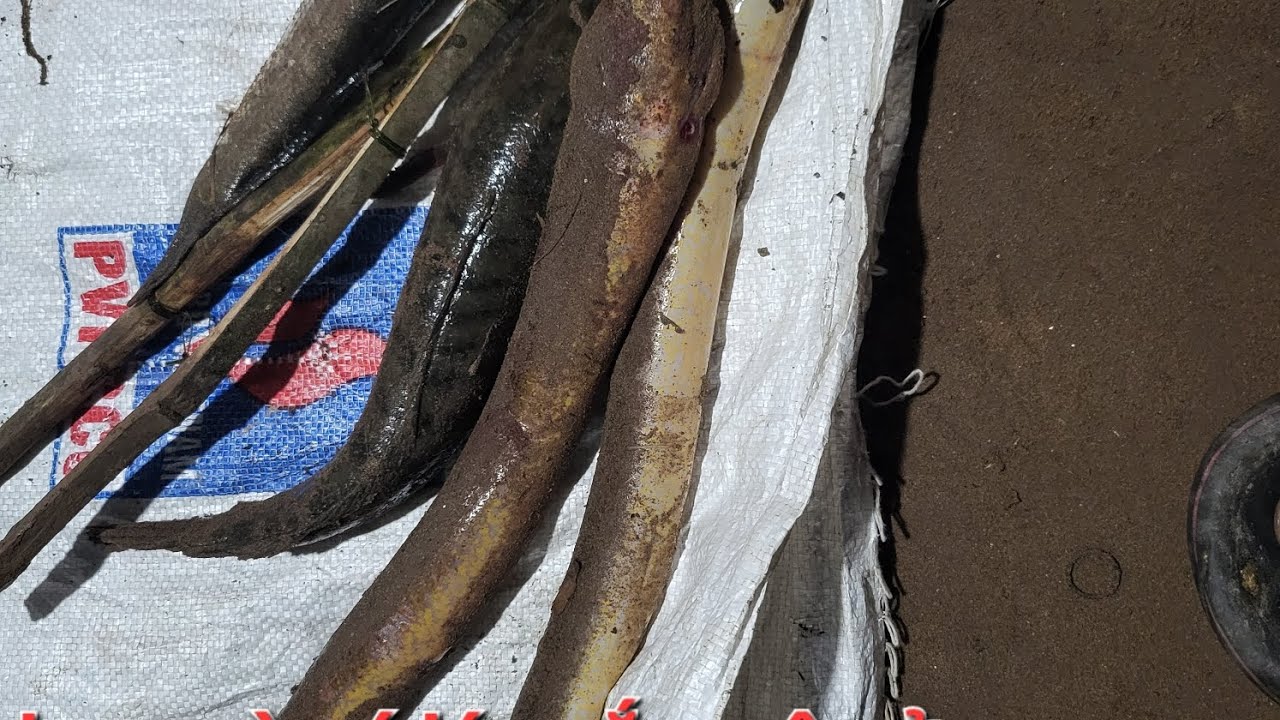 Đêm thứ 2 cắm câu ao rau muốn 
