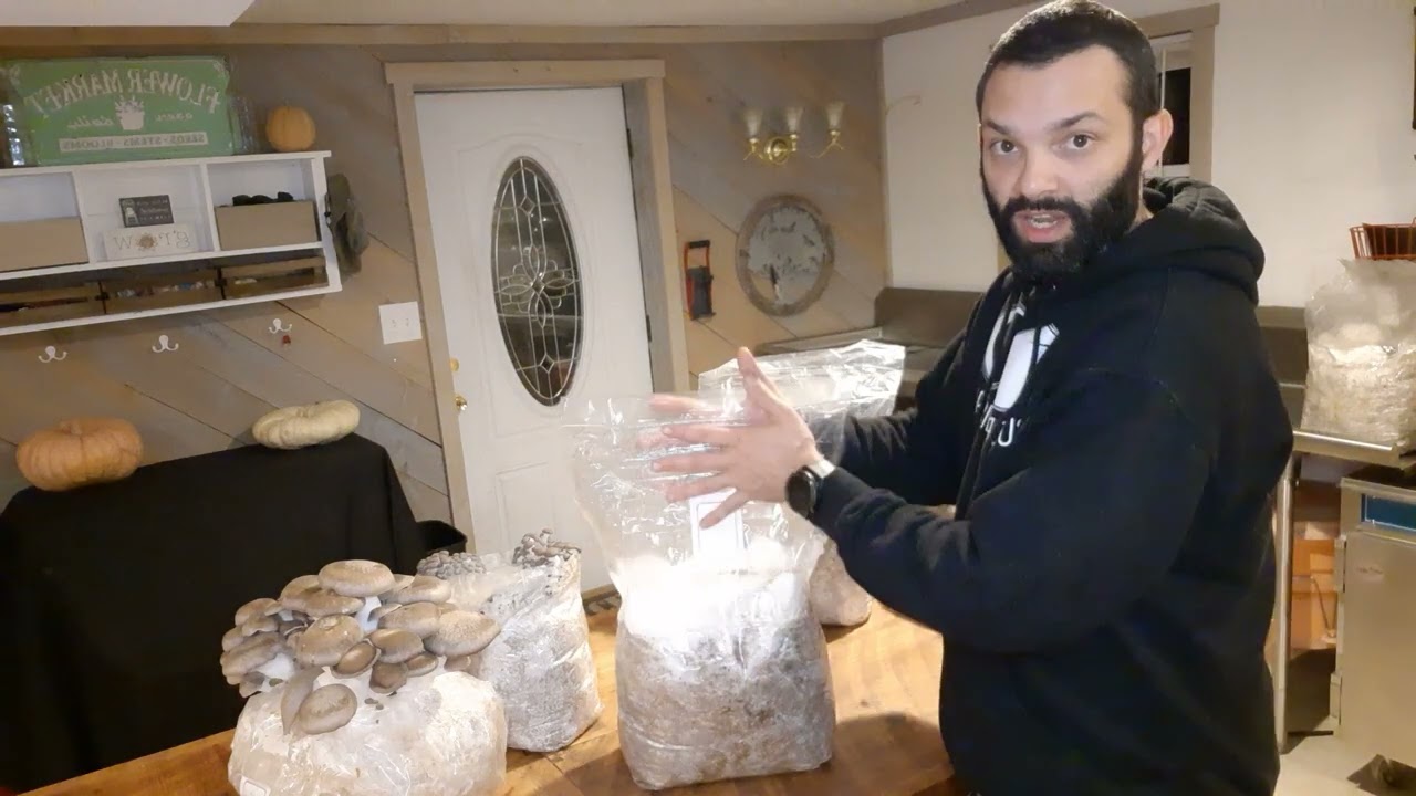 Black Oyster Grow Kit Instructions