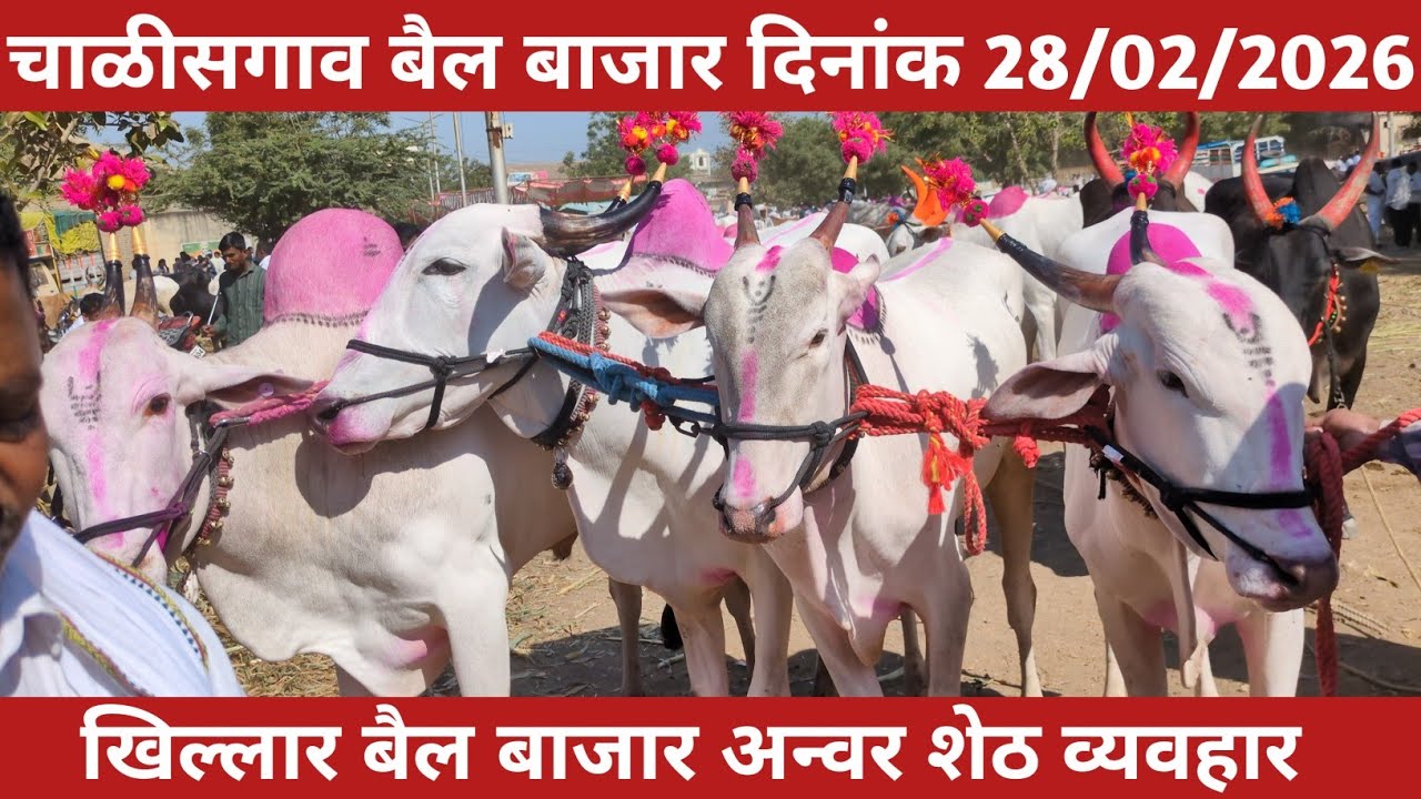 चाळीसगाव बैल बाजार | खिल्लार बैल बाजार | अन्वर शेठ व्यवहार | chalisgaon bail bajar | bail bajar |