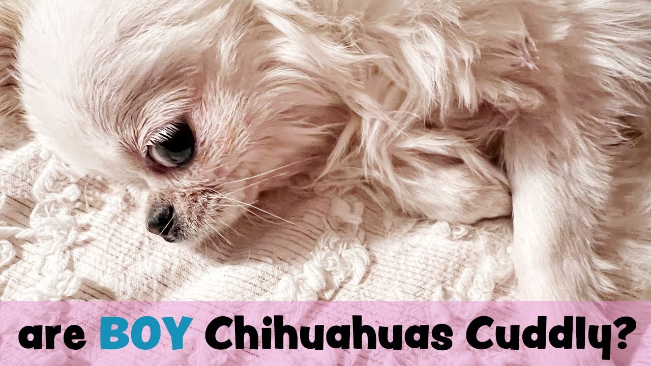 Are Males Chihuahuas Lovable and Cuddly?