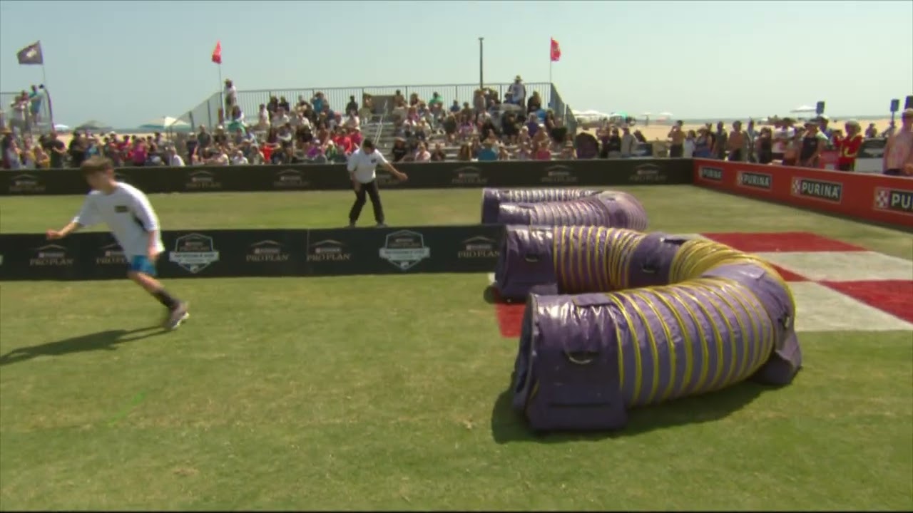 Dog Sports: Sporting Dog Agility Weave Poles