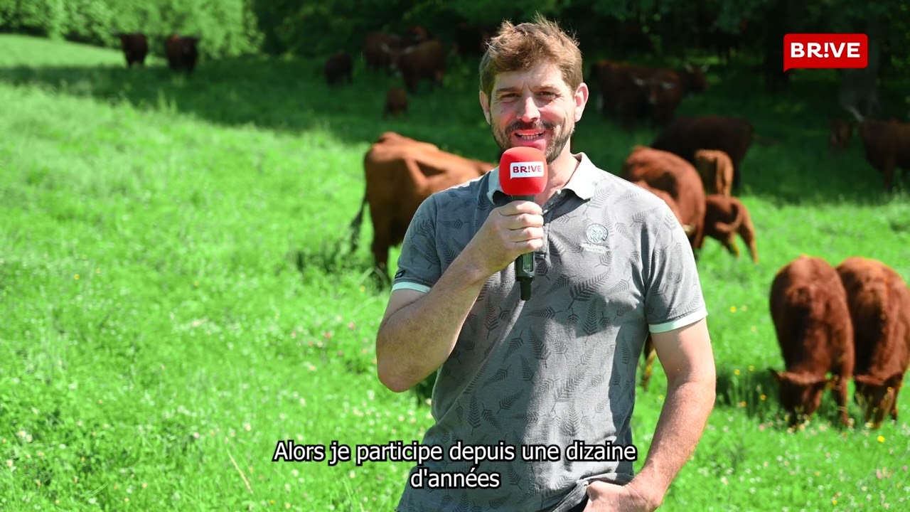 Vaches Salers - Festival de l'élevage 2024