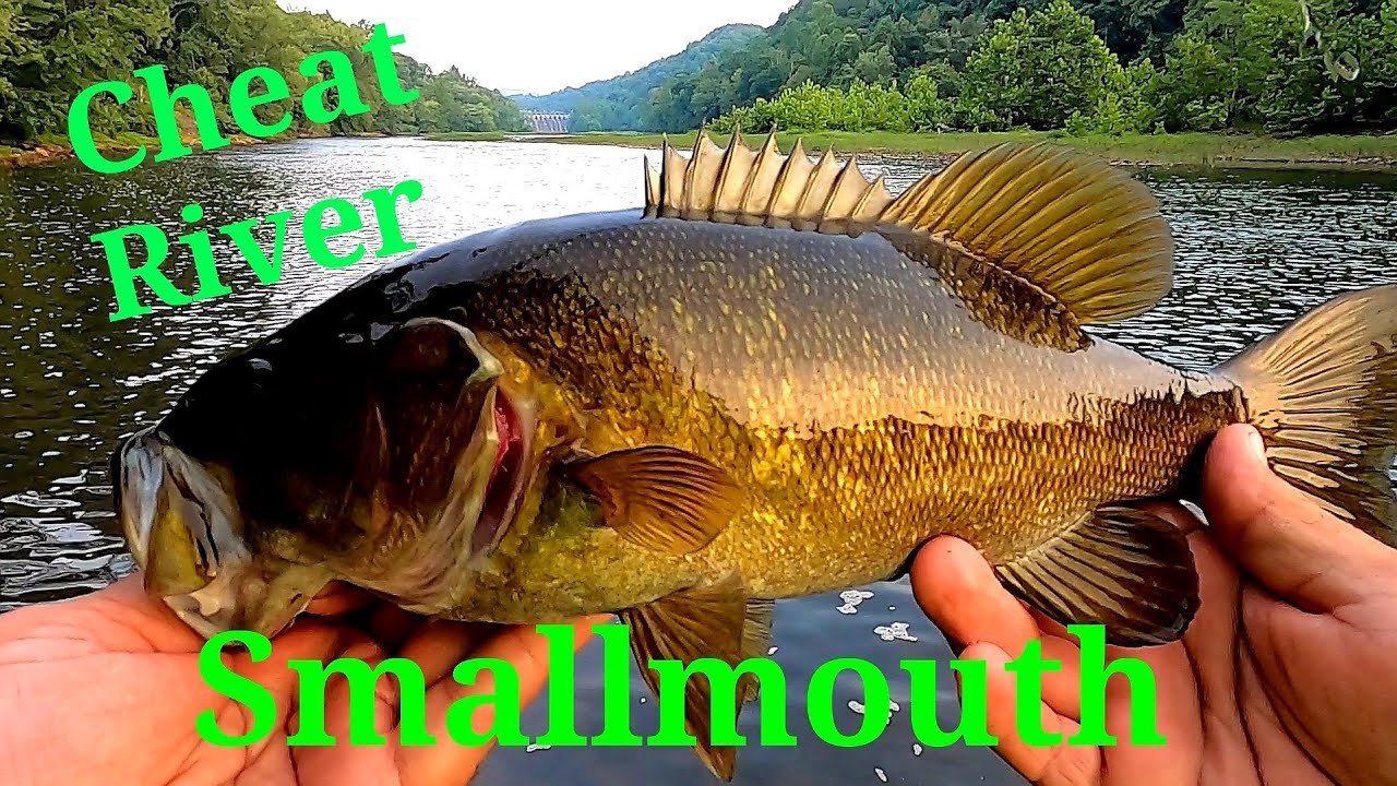 RANDOM FISHING for CHEAT RIVER SMALLMOUTH
