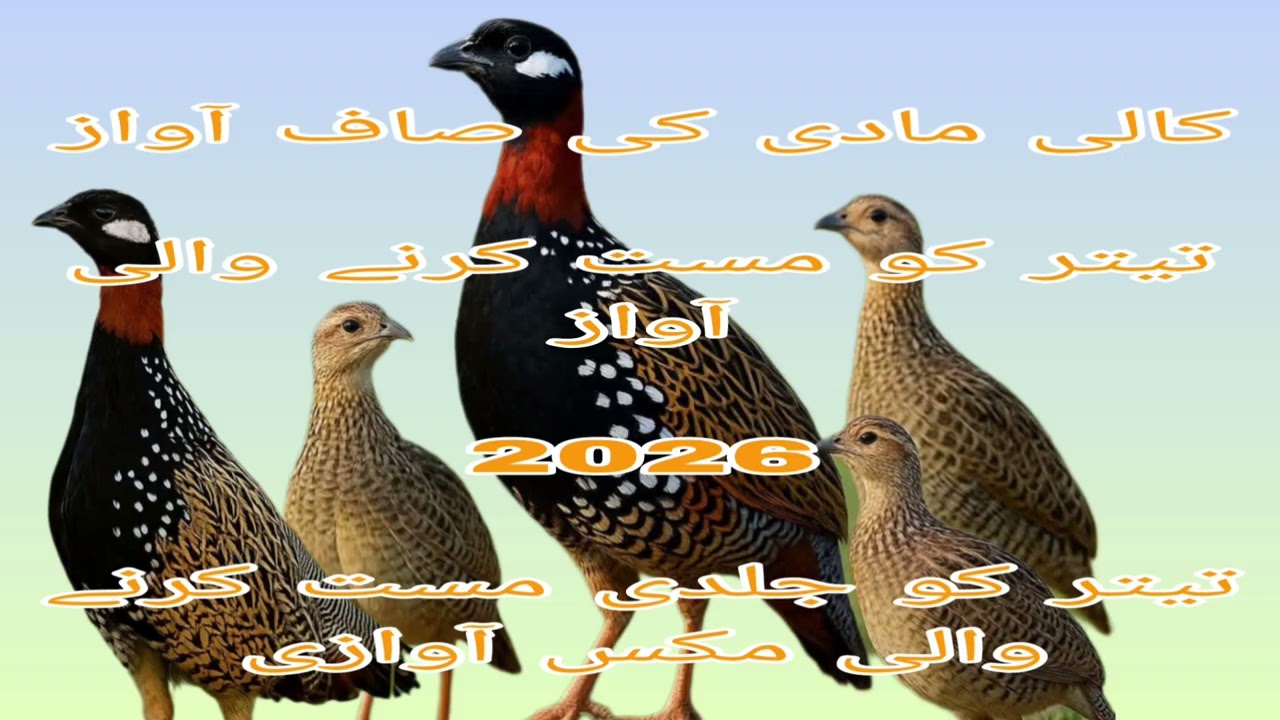 کالی مادی کی صاف آوازتیتر کو مست کرنے والی آواز2026تیتر کو جلدی مست کرنے والی مکس آوازی