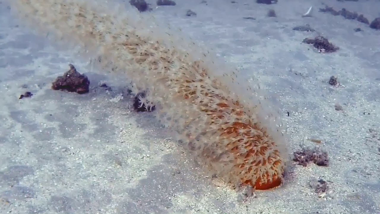 Veretillum cynomorium