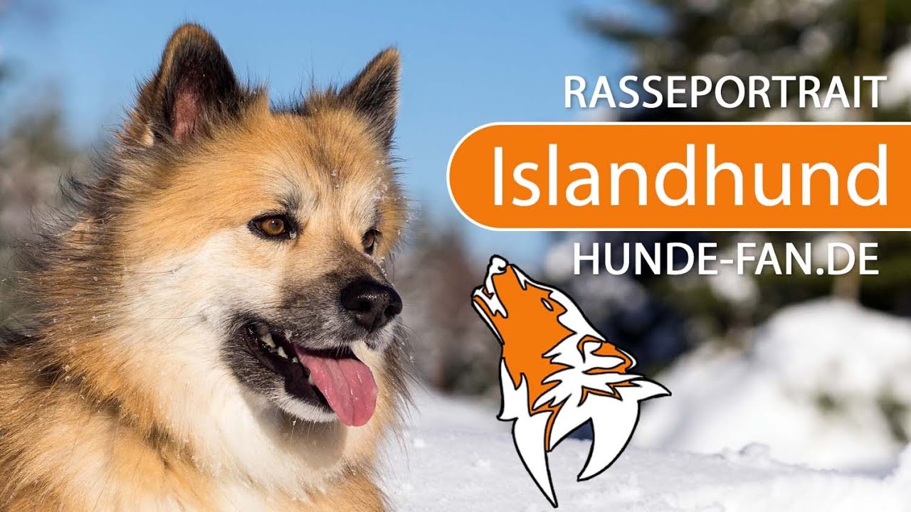 ► Islandhund [2019] Rasse, Aussehen & Charakter