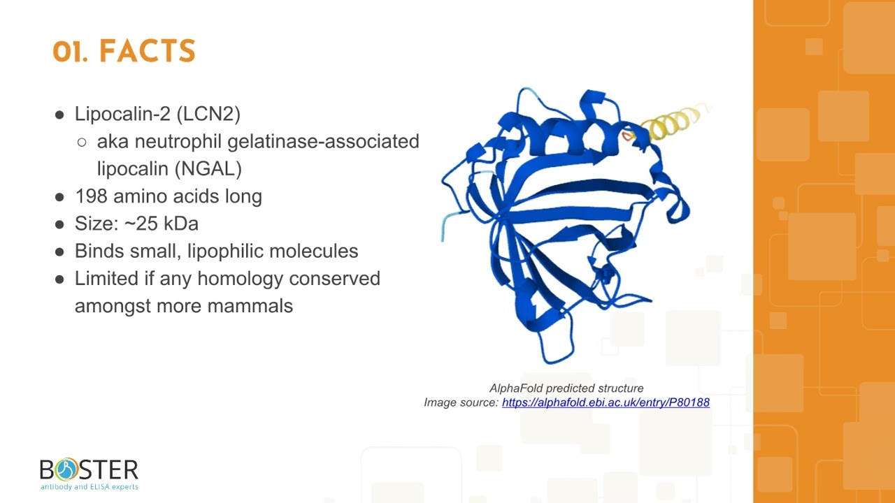 Learn LCN2/NGAL in 3 minutes | Lipocalin-2