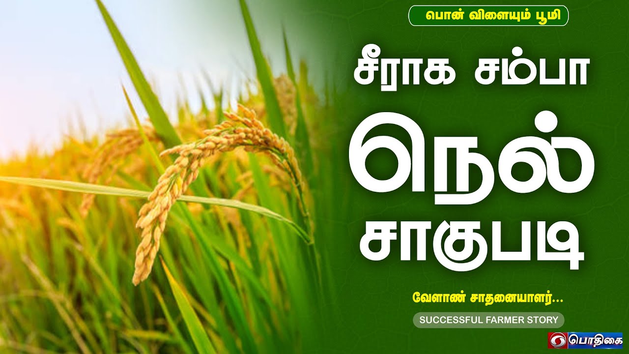 சீராக சம்பா நெல் சாகுபடி | Successful Farmer Story