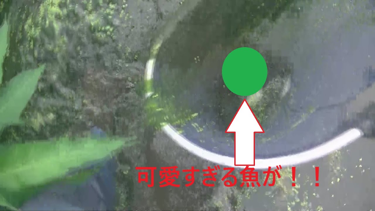 【ガサガサ漁】これだからガサガサはやめられねえ！【川遊び】