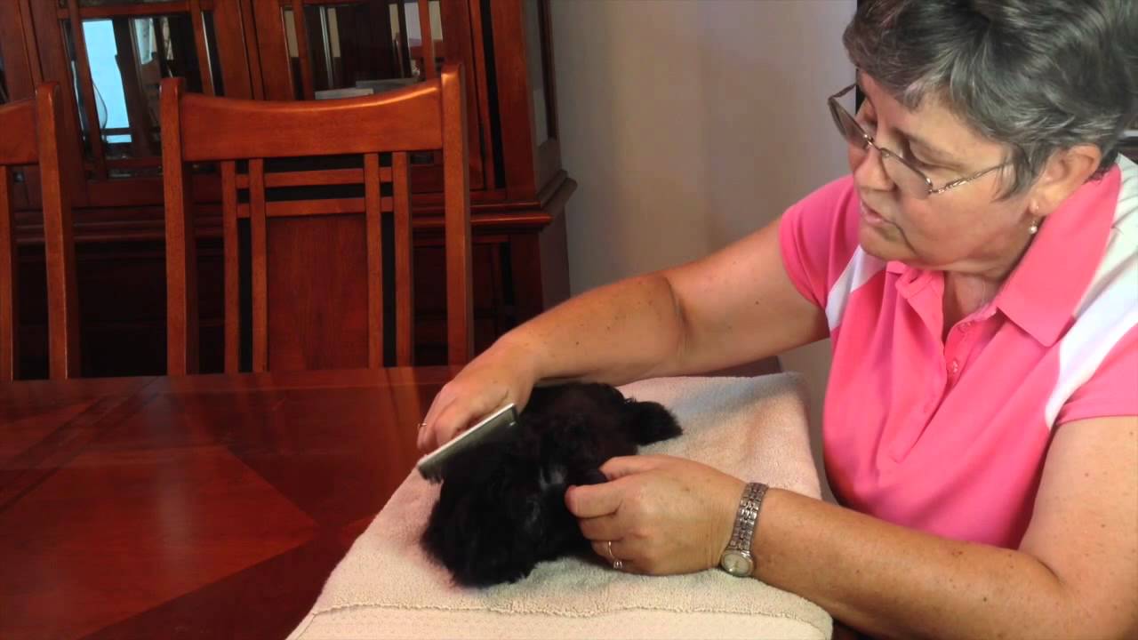 Grooming Pups Early Is So Important - Pups for sale Ocala Florida