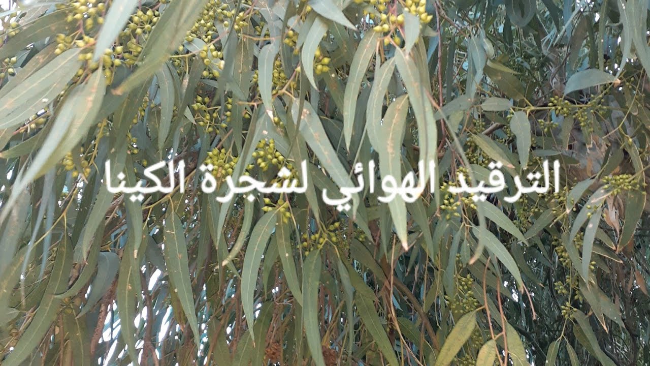طريقة الترقيد الهوائي لشجرة الكالبتوس - الكينا