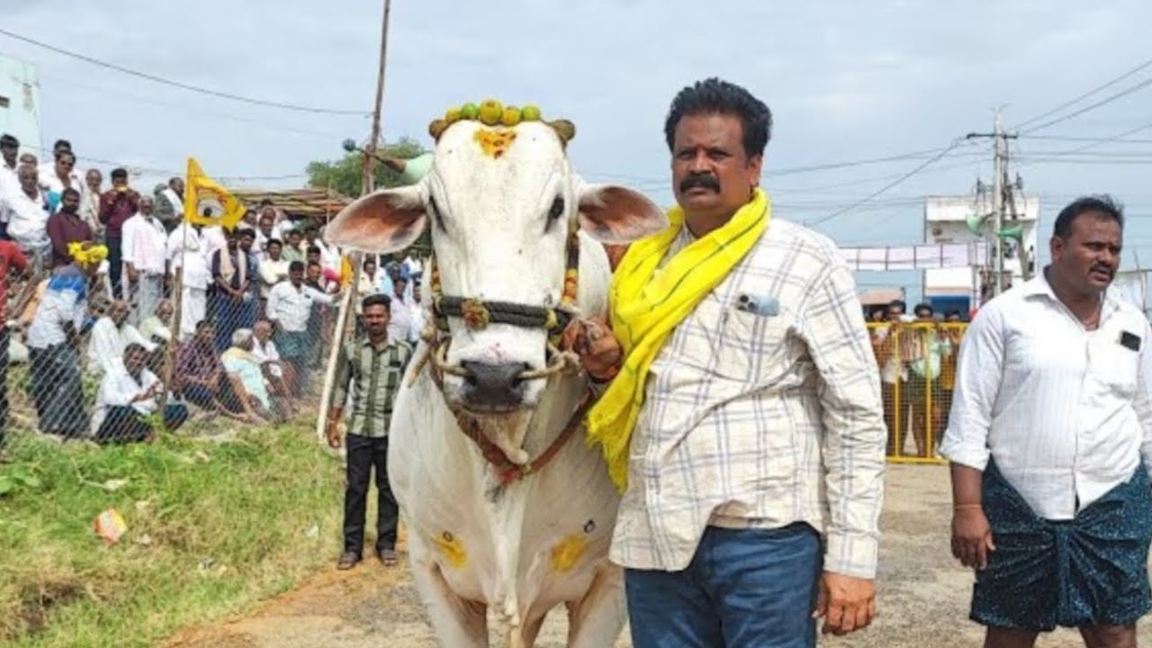 మహానంది న్యూ కేటగిరి విభాగంలో 9వ జత RK బుల్స్