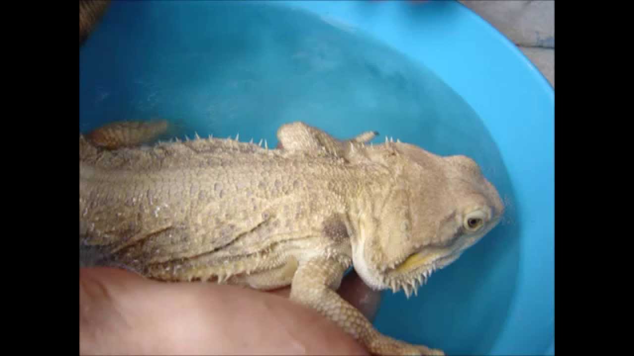 Pogona vitticeps : Water (part 3) - Amalgation