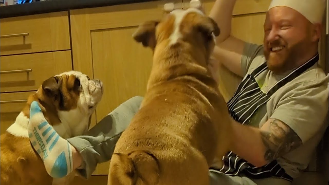 The food review was going so well ... then Pablo and Diego ruined it as always 🫣🤣 #bulldogpabs