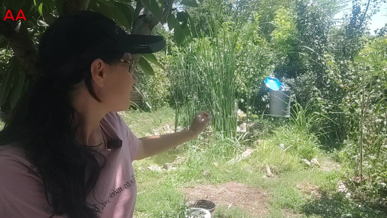 Mai avem sau nu albine? Vindem miere de albine?