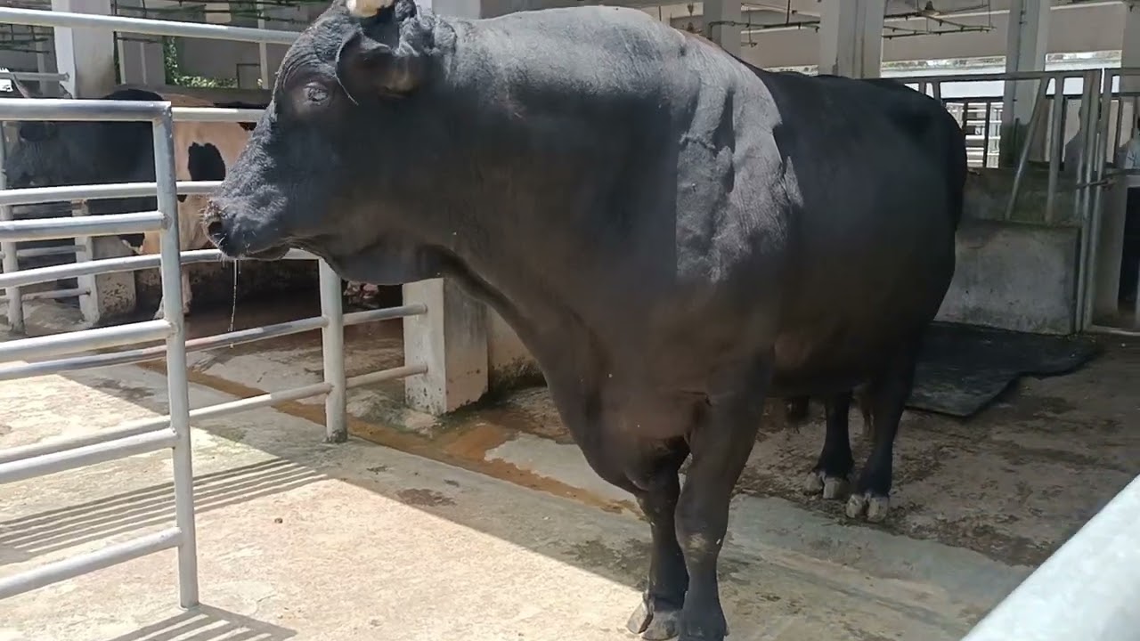 bogura RDA dairy farm বগুড়া আরডিএ ডেইরি ফার্ম