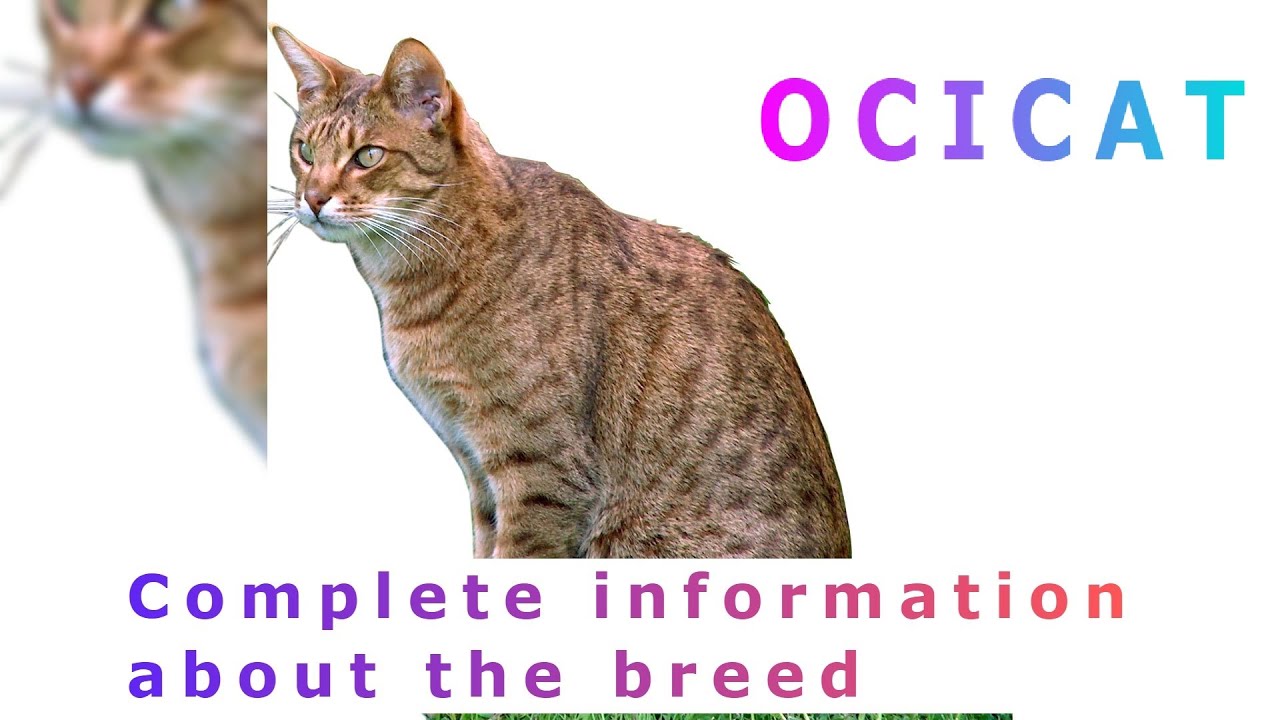 Ocicat. Pros and Cons, Price, How to choose, Facts, Care, History