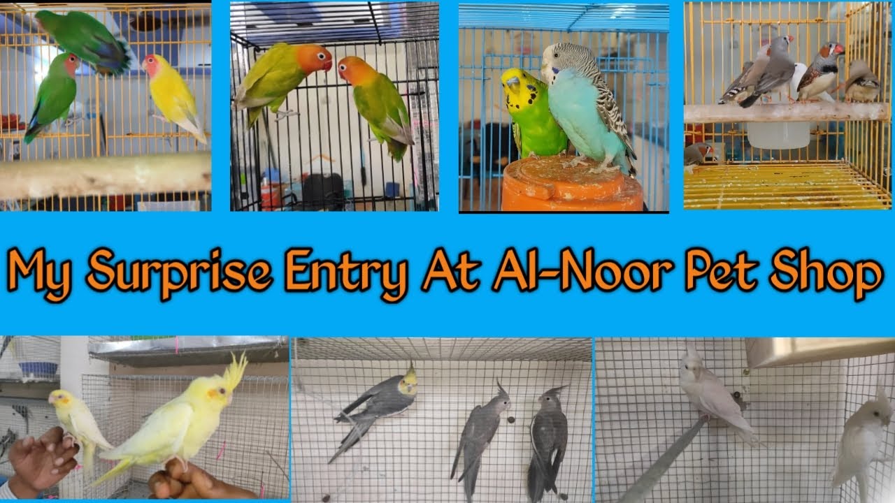 देखिये क्या हुआ जब में अचानक पहुँच गया (Al-Noor Pet Shop) | PetShop In ShahAlam Char Rasta Maninagar